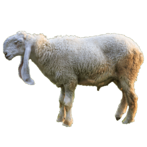 Sheep - Bheyr/Dumba
