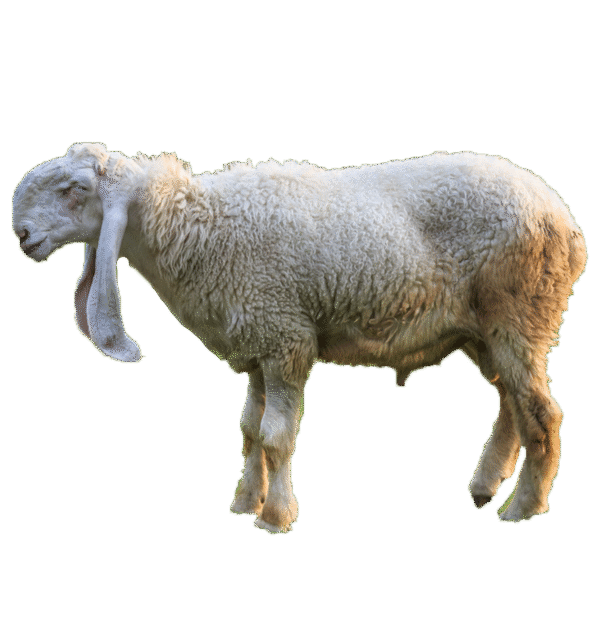 Sheep - Bheyr/Dumba