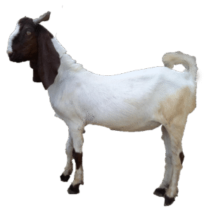 Goat - Bakra