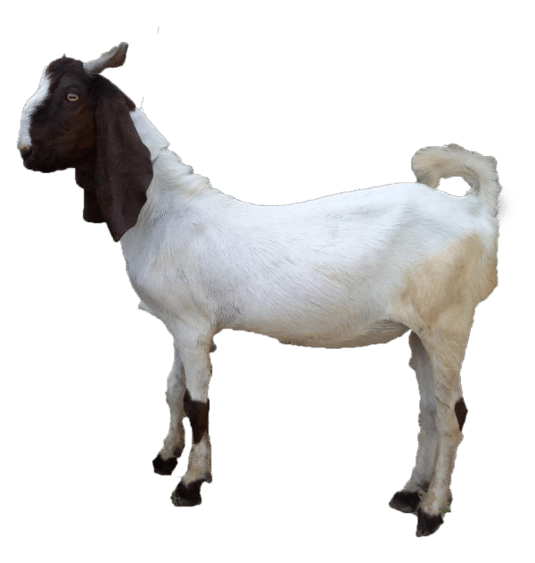 Goat - Bakra